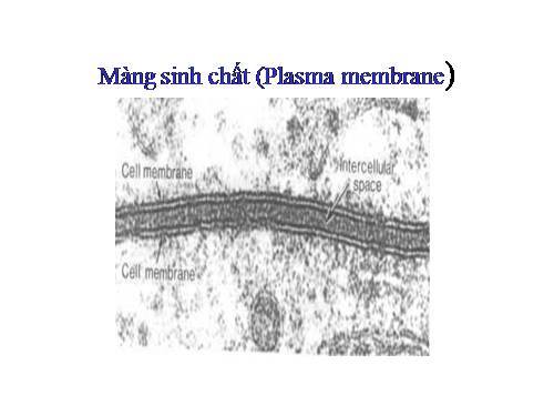 2 Nghean-BDGMang sinh chat Plasma membrane.ppt