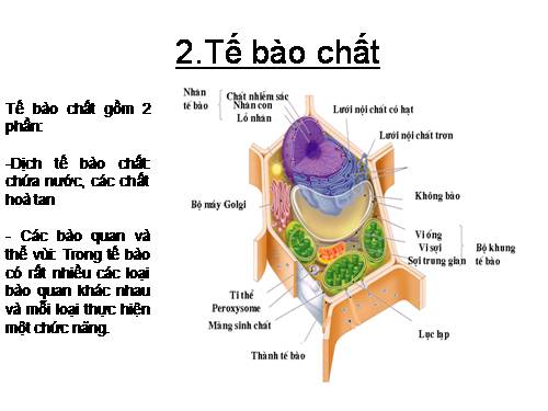 Tế bào