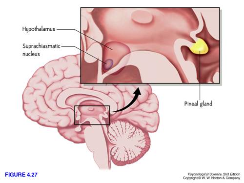 giải phẫu người 2