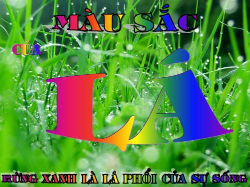 Vẻ đẹp của Lá qua ảnh