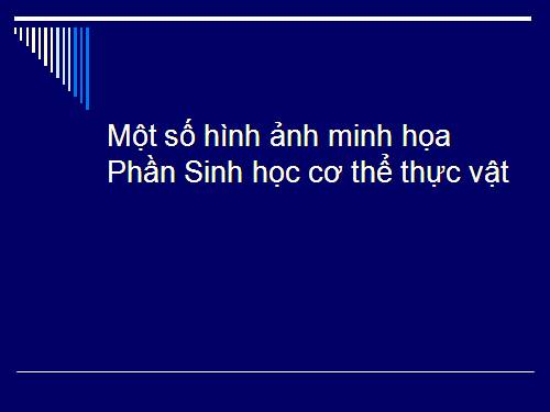 Minh hoa GA Phan TV