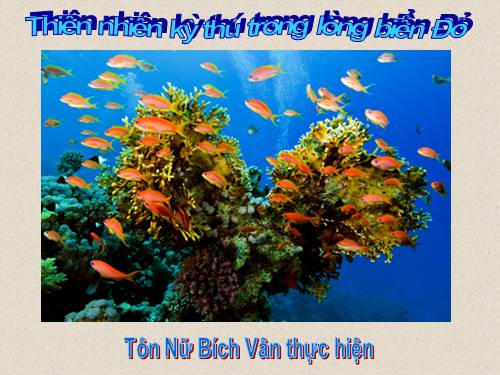 Thiên nhiên kỳ thú trong lòng biển Đỏ