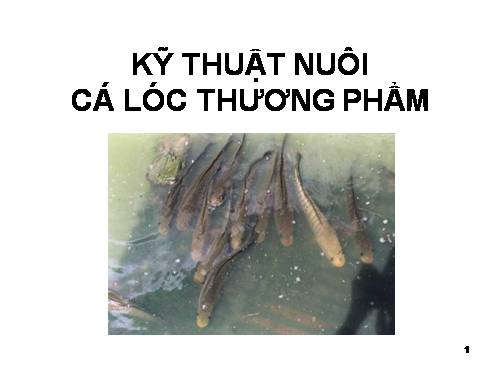 kỹ thuật nuôi cá lóc trong vèo