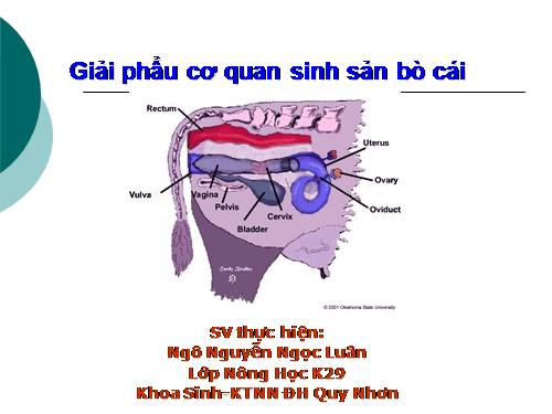 CƠ QUAN SINH SẢN Ở BÒ CÁI