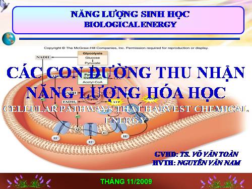 CÁC CON ĐƯỜNG CHUYỂN HÓA NĂNG LƯỢNG