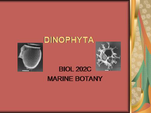 dinophyta