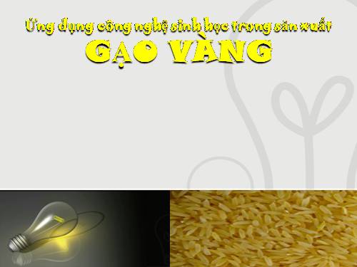 Golden rice - GR-presentation -Gạo vàng