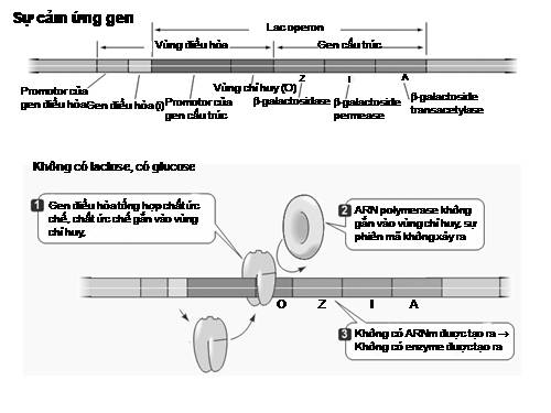 Sự cảm ứng gen