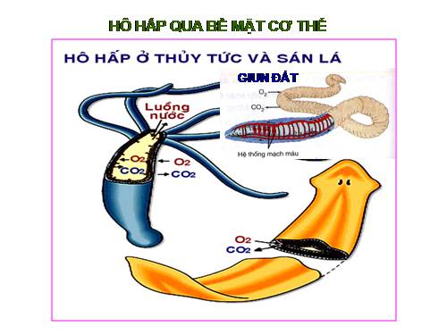 Bài 17 sinh lớp 11 Hệ hô hấp