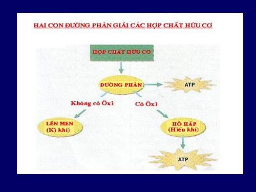 Bài 23 Sinh học 10 CB