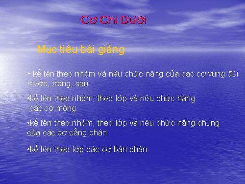 Bài giảng cơ chi dưới