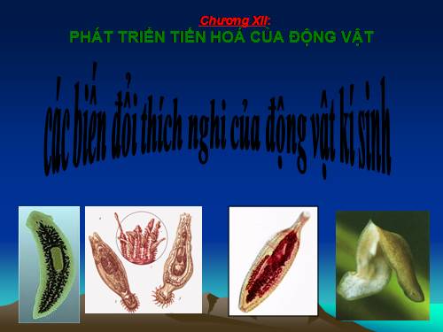 các biến đổi thích nghi của động vật kí sinh