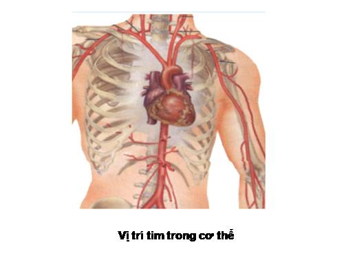 Tiết 17: Tim và mạch máu