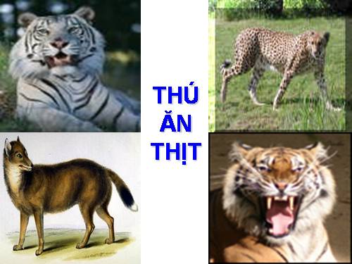 Bai 16. Tieu hoa o DV