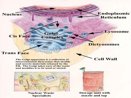 golgi va lirosom