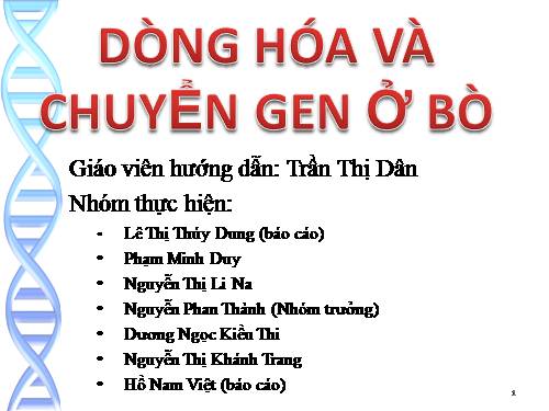 dòng hóa và chuyển gen ở bò