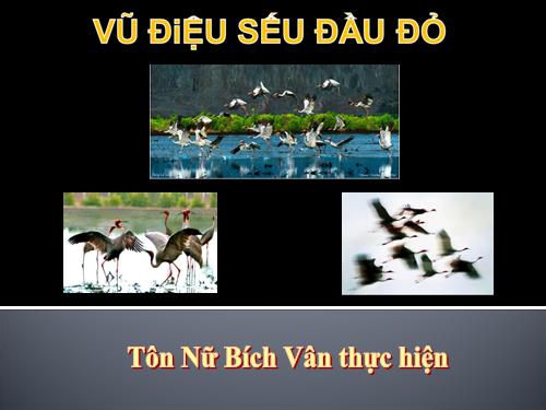 Vũ điệu của Sếu đầu đỏ