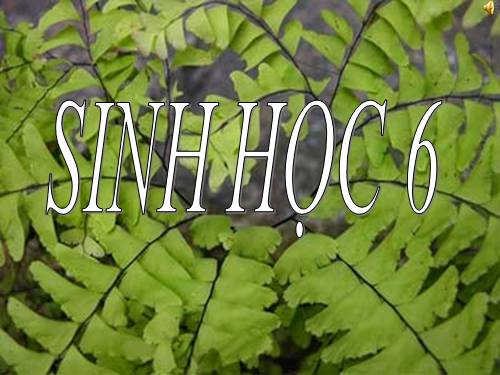 thi nghim quang hop o cay xanh