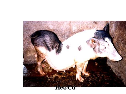 Hình heo có tên