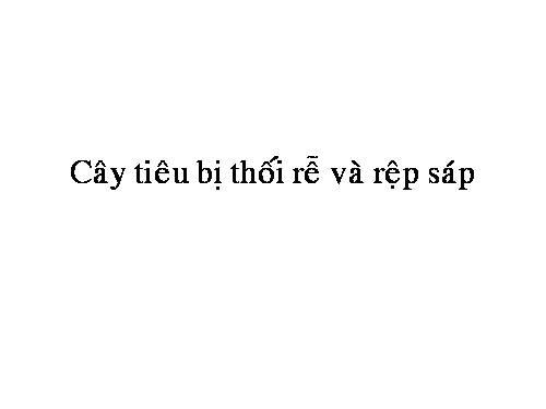 Cay tieu bi thoi re va rep sap