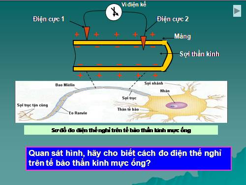 Bài soạn theo LectureMaker (Bài 28 Sinh 11 chuẩn)