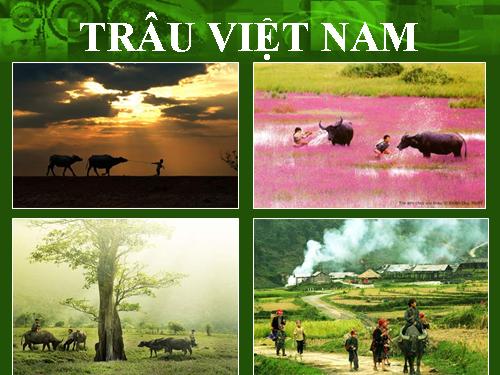 trâu việt nam