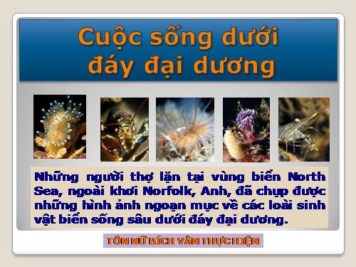 Cuộc sống dưới đáy đại dương