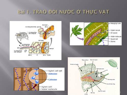 Bài 1 Sinh hoc 11 Cơ bản