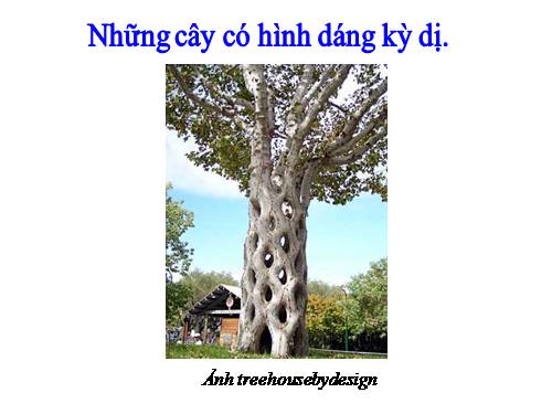 Những cây có hình dáng kỳ quái.