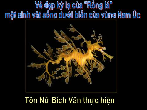 Vẻ đẹp kỳ lạ của "Rồng lá", một sinh vật sống ở biển vùng Nam Úc