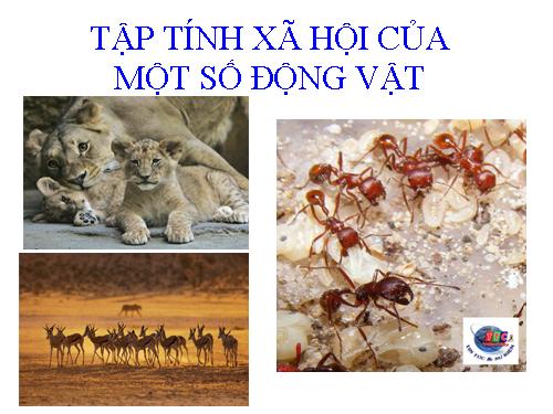 tập tính xã hội