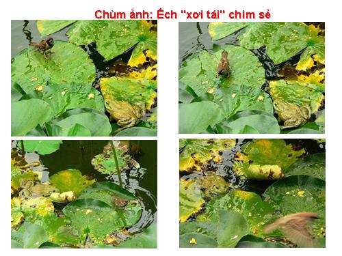 Chùm ảnh Ếch xơi tái chim sẻ