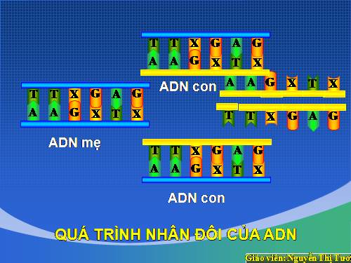 Bài 16: ADN và bản chất của gen (có phim, flash