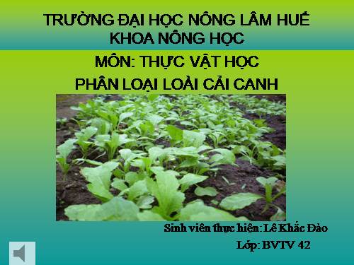 phân loại cây cải canh