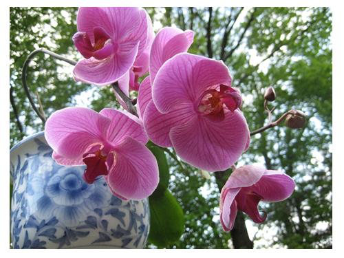 Bộ sưu tập hoa Phong Lan