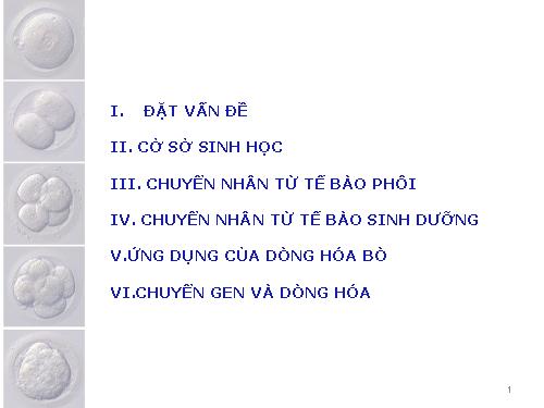 Dòng hóa và chuyển gen ở Bò