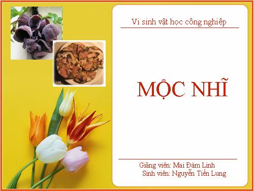 Mộc nhĩ