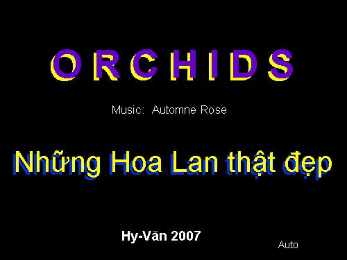 Hoa phong lan