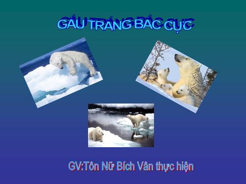 Gấu trắng Bắc cực