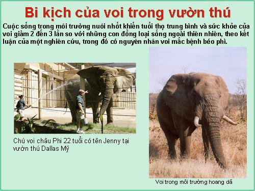 Bi kịch của voi trong vườn thú