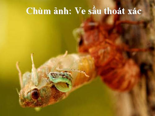 Chùm ảnh: Ve sầu thoát xác