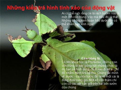 Những kiểu trá hình tinh xảo của động vật