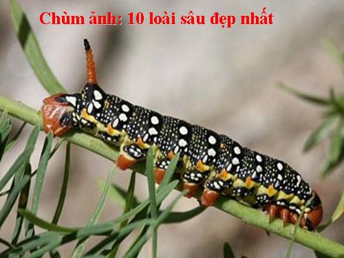 Chùm ảnh: 10 loài sâu đẹp nhất