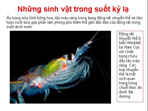 Những sinh vật trong suốt kỳ lạ