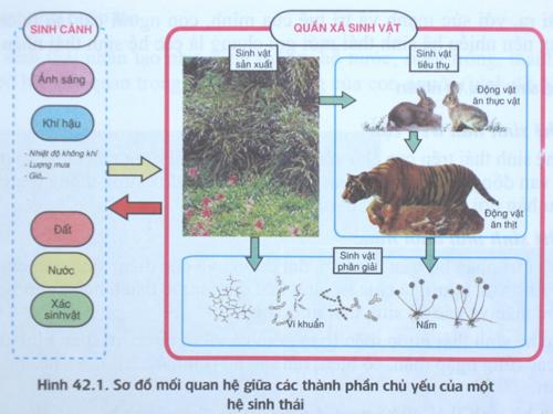 Ảnh SGK Sinh 12 STH