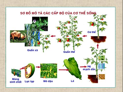 ảnh sinh học 10