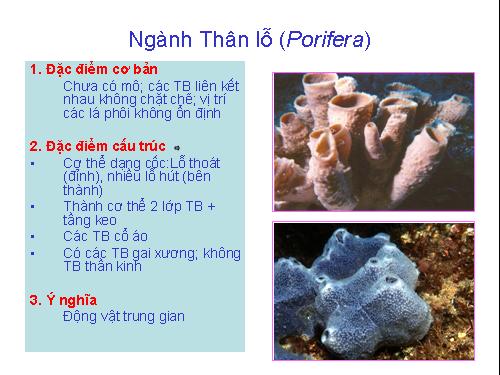 Ngành Thân lỗ (Porifera)