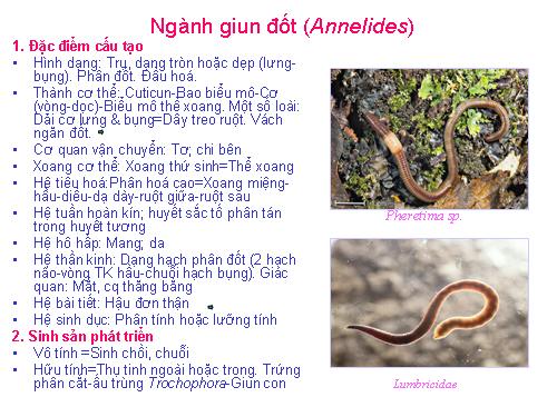 Ngành giun đốt (Annelides)