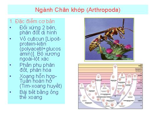 chân khớp