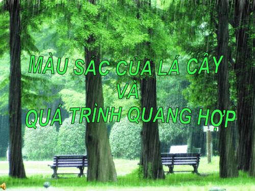 Màu sắc của lá cây và quá trình quang hợp